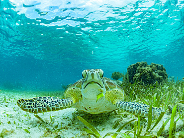 Green sea turtle, Chelonia mydas, feeding on the sand near Caye Caulker, inside the Mesoamerican Barrier Reef, Belize.