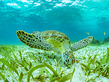 Green sea turtle, Chelonia mydas, feeding on the sand near Caye Caulker, inside the Mesoamerican Barrier Reef, Belize.