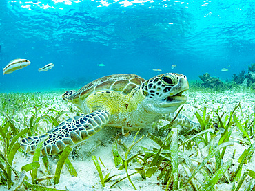 Green sea turtle, Chelonia mydas, feeding on the sand near Caye Caulker, inside the Mesoamerican Barrier Reef, Belize.