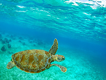 Green sea turtle, Chelonia mydas, surfacing for air near Caye Caulker, inside the Mesoamerican Barrier Reef, Belize.