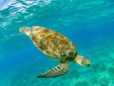 Green sea turtle, Chelonia mydas, surfacing for air near Caye Caulker, inside the Mesoamerican Barrier Reef, Belize.