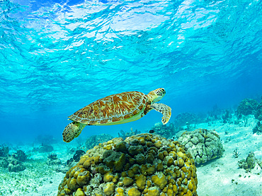 Green sea turtle, Chelonia mydas, surfacing for air near Caye Caulker, inside the Mesoamerican Barrier Reef, Belize.