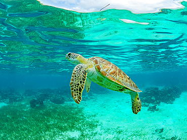 Green sea turtle, Chelonia mydas, surfacing for air near Caye Caulker, inside the Mesoamerican Barrier Reef, Belize.