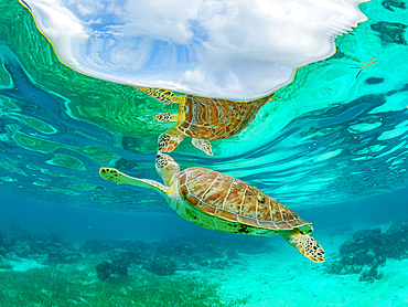 Green sea turtle, Chelonia mydas, surfacing for air near Caye Caulker, inside the Mesoamerican Barrier Reef, Belize.