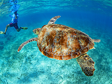 Green sea turtle, Chelonia mydas, with snorkeler near Caye Caulker, inside the Mesoamerican Barrier Reef, Belize.