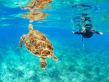 Green sea turtle, Chelonia mydas, with snorkeler near Caye Caulker, inside the Mesoamerican Barrier Reef, Belize.