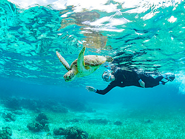 Green sea turtle, Chelonia mydas, with snorkeler near Caye Caulker, inside the Mesoamerican Barrier Reef, Belize.