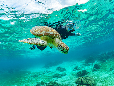 Green sea turtle, Chelonia mydas, with snorkeler near Caye Caulker, inside the Mesoamerican Barrier Reef, Belize.