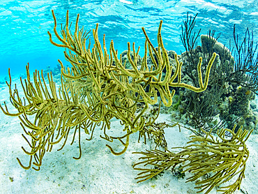 Underwater views of the reef system at Half Moon Caye, inside the Mesoamerican Barrier Reef, Belize.