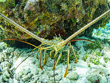 Caribbean spiny lobster, Panulirus argus, underwater at Half Moon Caye, inside the Mesoamerican Barrier Reef, Belize.