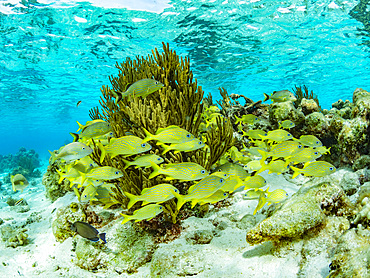 Underwater views of the reef system at Half Moon Caye, inside the Mesoamerican Barrier Reef, Belize.