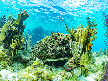 A myriad of fish and coral underwater at Hol Chan Marine Preserve, inside the Mesoamerican Barrier Reef, Belize.