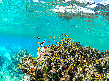 A myriad of fish and coral underwater at Hol Chan Marine Preserve, inside the Mesoamerican Barrier Reef, Belize.