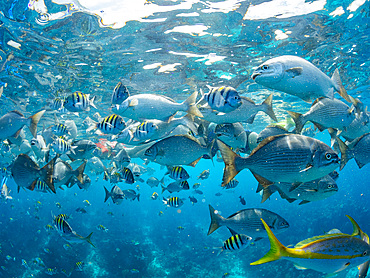 Brassy chubs, Kyphosus vaigiensis, being fed by boat operators inside the Mesoamerican Barrier Reef, Belize.