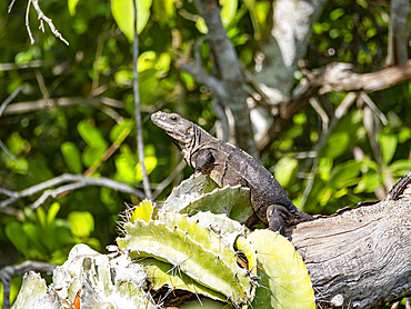 Black Spiny-tailed iguana, Ctenosaura similis, on New River near the Mesoamerican archaeological site of Lamanai, Belize.