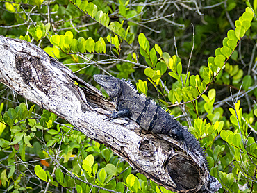 Black Spiny-tailed iguana, Ctenosaura similis, on New River near the Mesoamerican archaeological site of Lamanai, Belize.