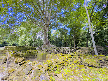 The royal complex at the Mesoamerican archaeological site of Lamanai, submerged crocodile, Belize.