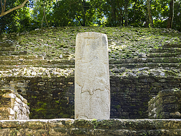 The temple Stela 9 complex at the Mesoamerican archaeological site of Lamanai, submerged crocodile, Belize.