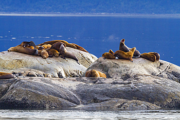 Northern (Steller) sea lions, (Eumetopias jubatus), hauled out on South Marble Island in Glacier Bay National Park, Alaska.