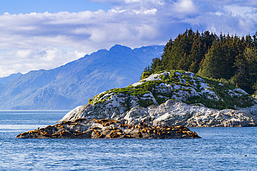 Northern (Steller) sea lions, (Eumetopias jubatus), hauled out on South Marble Island in Glacier Bay National Park, Alaska.