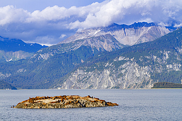 Northern (Steller) sea lions, (Eumetopias jubatus), hauled out on South Marble Island in Glacier Bay National Park, Alaska.