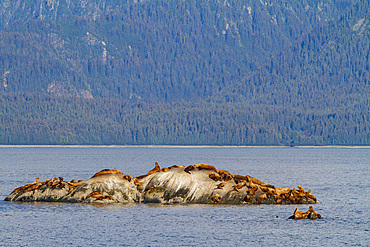 Northern (Steller) sea lions, (Eumetopias jubatus), hauled out on South Marble Island in Glacier Bay National Park, Alaska.