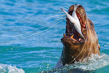 Northern (Steller) sea lion (Eumetopias jubatus) close-up eating a halibut in Southeastern Alaska, USA.