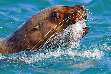 Northern (Steller) sea lion (Eumetopias jubatus) close-up eating a halibut in Southeastern Alaska, USA.