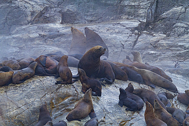 Northern (Steller) sea lions (Eumetopias jubatus) hauled out on South Marble Island in Glacier Bay National Park, Alaska.