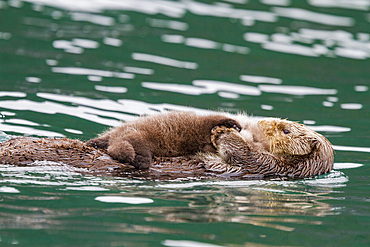 Adult sea otter (Enhydra lutris kenyoni) mother and pup in Inian Pass, Southeastern Alaska, USA. Pacific Ocean.