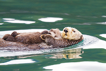 Adult sea otter (Enhydra lutris kenyoni) mother and pup in Inian Pass, Southeastern Alaska, USA. Pacific Ocean.