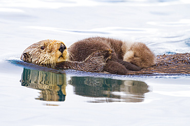 Adult sea otter (Enhydra lutris kenyoni) mother and pup in Inian Pass, Southeastern Alaska, USA. Pacific Ocean.