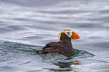 Adult tufted puffin (Fratercula cirrhata) on the water at South Marble Island, Glacier Bay National Park, Alaska.