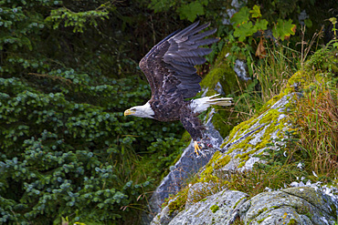 Adult bald eagle (Haliaeetus leucocephalus) with dead salmon in Inian Pass, Southeast Alaska, USA.