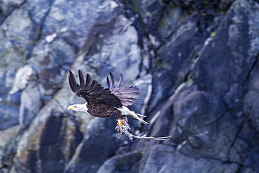 Adult bald eagle (Haliaeetus leucocephalus) with dead salmon in Inian Pass, Southeast Alaska, USA.