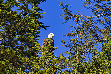 Adult bald eagle (Haliaeetus leucocephalus) perched in Sitka spruce tree, Southeast Alaska, USA. Pacific Ocean.