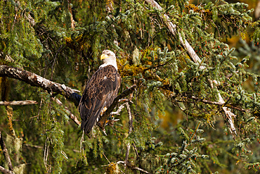 Adult bald eagle (Haliaeetus leucocephalus) perched in Sitka spruce tree, Southeast Alaska, USA. Pacific Ocean.