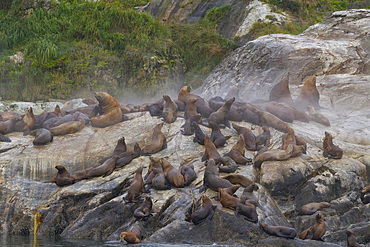 Northern (Steller) sea lions (Eumetopias jubatus) hauled out on South Marble Island in Glacier Bay National Park, Alaska.