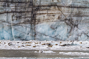 A look at Johns Hopkins Glacier in Glacier Bay National Park in Southeast Alaska, USA.