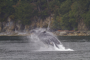 Adult humpback whale (Megaptera novaeangliae) breaching along the west side of Chatham Strait in Alaska.