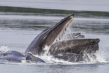 Adult humpback whales (Megaptera novaeangliae) co-operatively 'bubble-net' feeding in Southeast Alaska, USA.