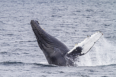 Adult humpback whale (Megaptera novaeangliae) breaching along the west side of Chatham Strait in Alaska.