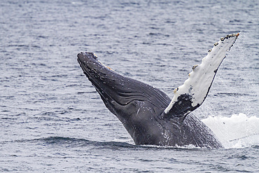 Adult humpback whale (Megaptera novaeangliae) breaching along the west side of Chatham Strait in Alaska.