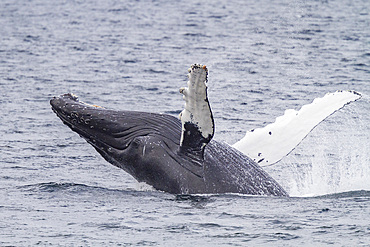 Adult humpback whale (Megaptera novaeangliae) breaching along the west side of Chatham Strait in Alaska.