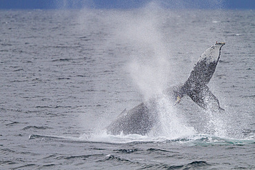 Adult humpback whale (Megaptera novaeangliae) tail throw among feeding whales in Southeast Alaska, USA. Pacific Ocean.