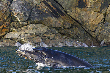 Adult humpback whale (Megaptera novaeangliae) breaching along the west side of Chatham Strait in Alaska.