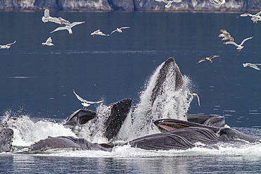 Adult humpback whales (Megaptera novaeangliae) co-operatively 'bubble-net' feeding in Southeast Alaska, USA.