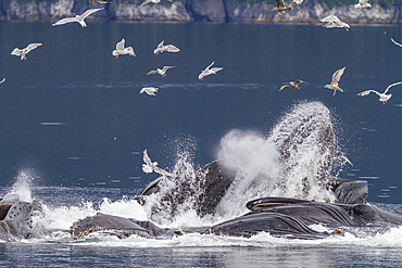 Adult humpback whales (Megaptera novaeangliae) co-operatively 'bubble-net' feeding in Southeast Alaska, USA.