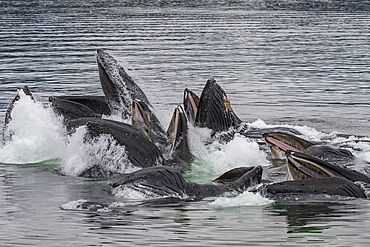 Adult humpback whales (Megaptera novaeangliae) co-operatively 'bubble-net' feeding in Southeast Alaska, USA.