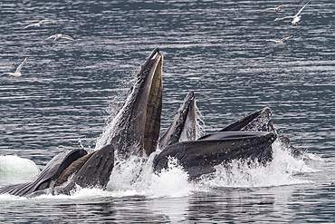 Adult humpback whales (Megaptera novaeangliae) co-operatively 'bubble-net' feeding in Southeast Alaska, USA.